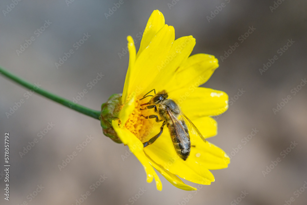 Fotografie Bee pollinating a yellow flower. Macro detail.