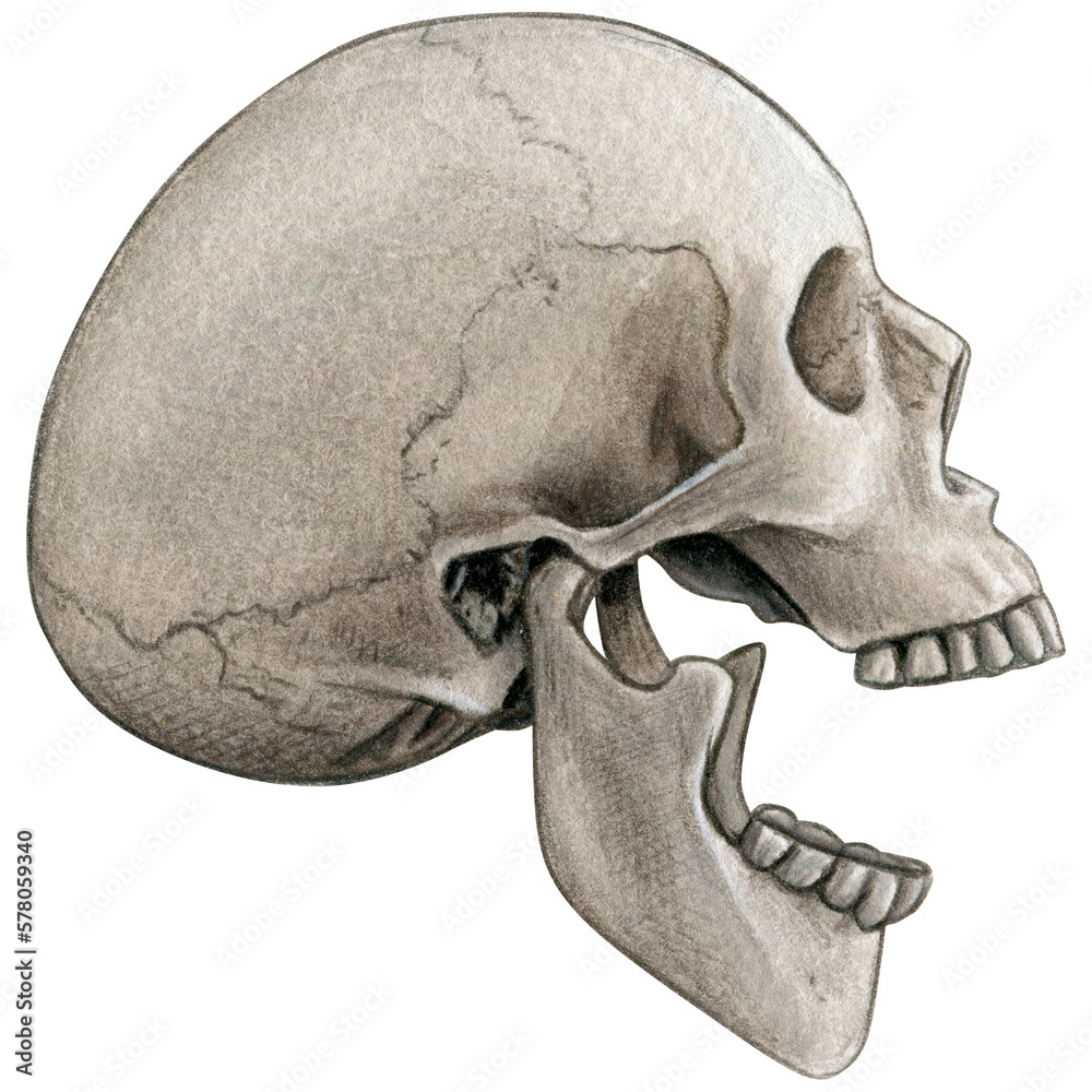 Obraz premium Watercolor hand drawn realistic human skull