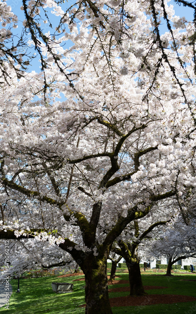 blossom of sakura tree in spring season. park tree blossom of sakura tree in spring season. park tree