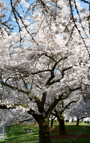 blossom of sakura tree in spring season. park tree