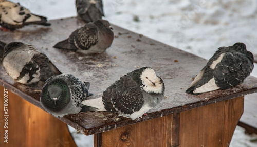 Birds Pigeons close-up on a wooden table against the background of snow in winter