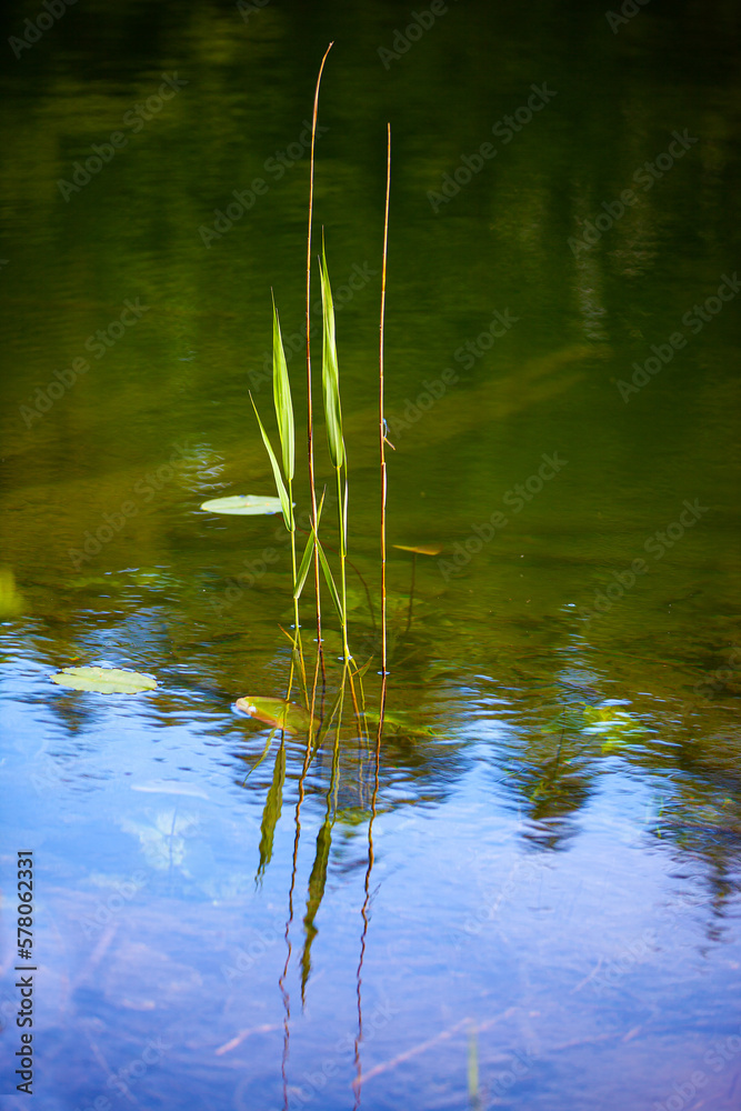 Fototapeta premium Schilfgras_1537