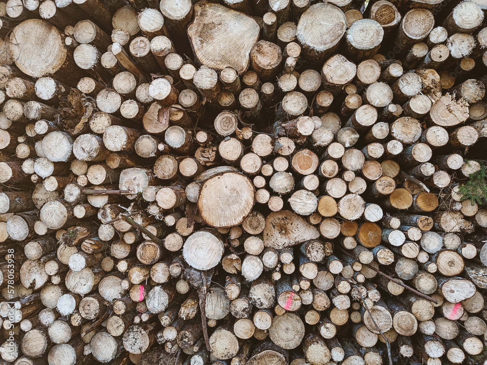 Freshly cut down wood logs. Texture and background of cut down trees. Massive deforestation Freshly cut down wood logs. Texture and background of cut down trees. Massive deforestation
