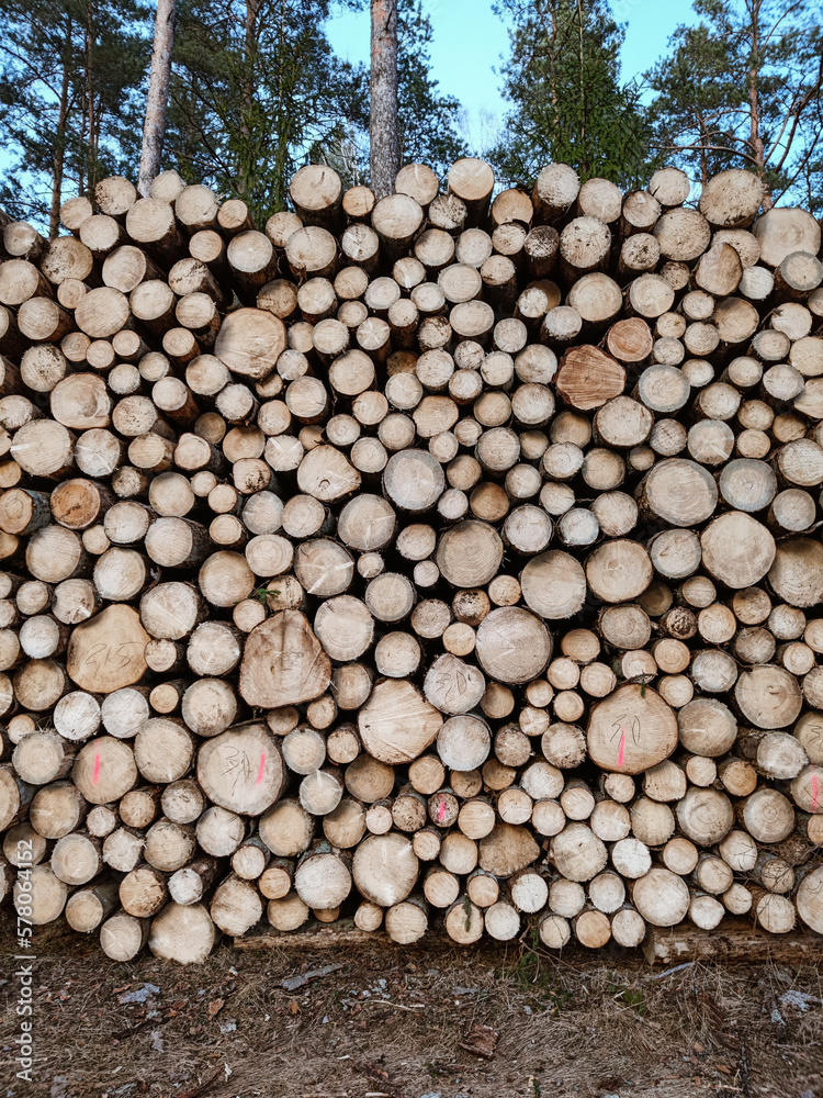 Freshly cut down wood logs. Texture and background of cut down trees. Massive deforestation