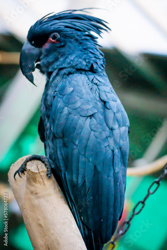 blue and yellow macaw