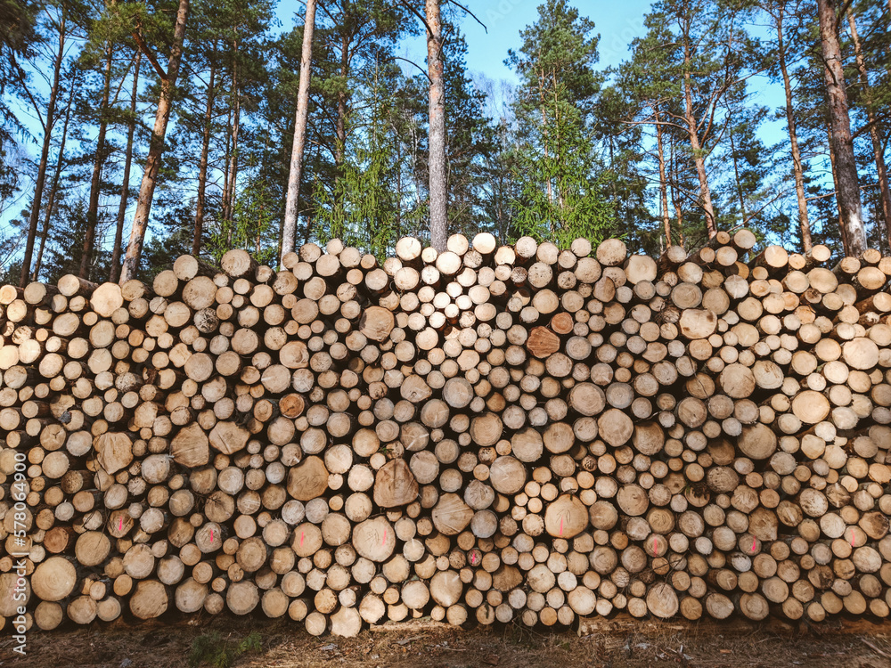 Big pile of freshly cut logs in a forest. Massive deforestation. Cut down trees in forest