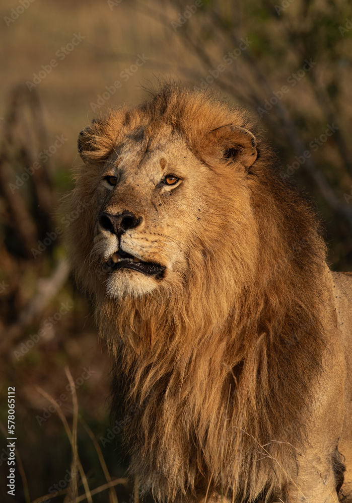 Portrait of a Lion with beautiful mane taken in the morning hours at Masai Mara, Kenya