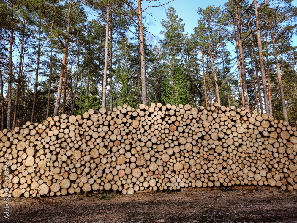 Big pile of freshly cut logs in a forest. Massive deforestation. Cut down trees in forest