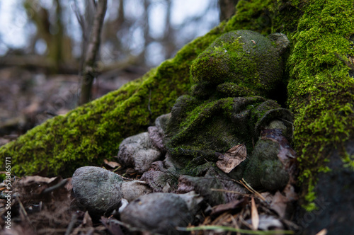 green moss on a tree