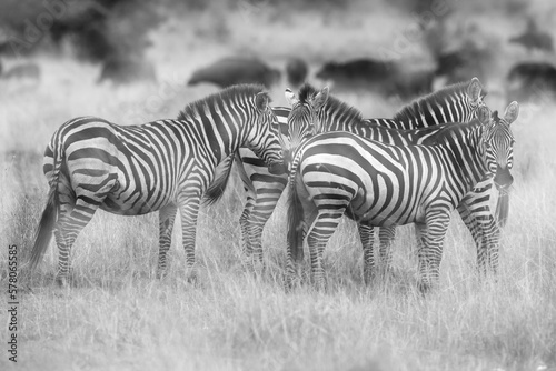Mutliple exposure image of zebras at Masai Mara  Kenya