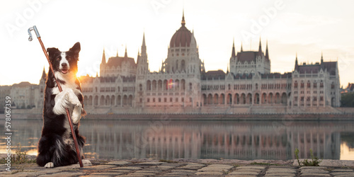 cute border collie dog holding a shepherds crook with the hungarian parliament building in budapest in the background