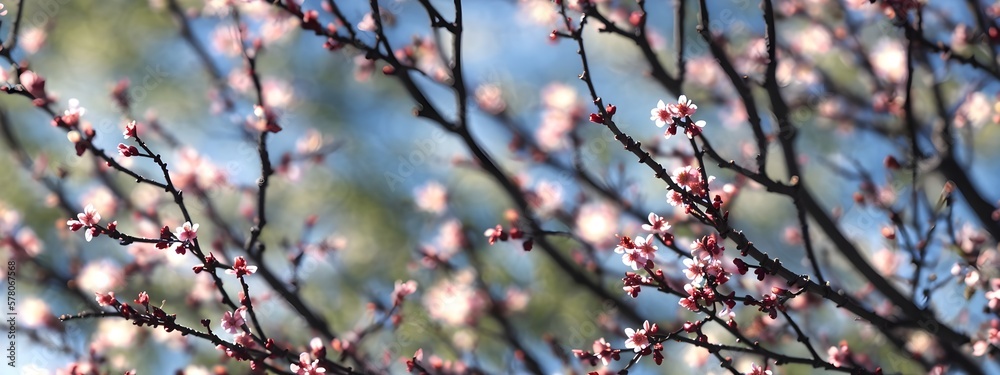 spring pink flowers on tree branches, blossom banner size wallpaper, bokeh blurry background, Generative AI spring pink flowers on tree branches, blossom banner size wallpaper, bokeh blurry background, Generative AI