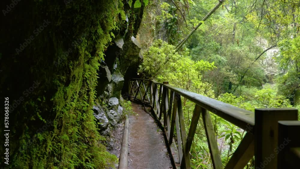 Small hiking trail through forest on La Palma, Spain. The path to the Los Tilos waterfall.