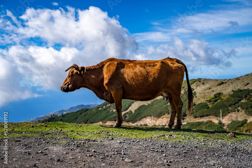 Madeira cow