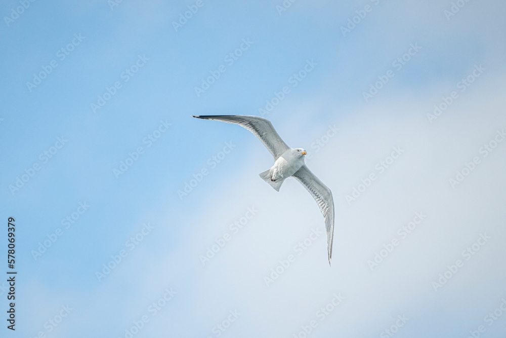 Obraz premium White seagull flying over a blue sky with clouds during spring