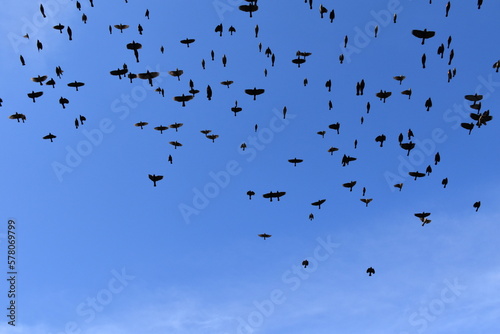 Flock of Blackbirds