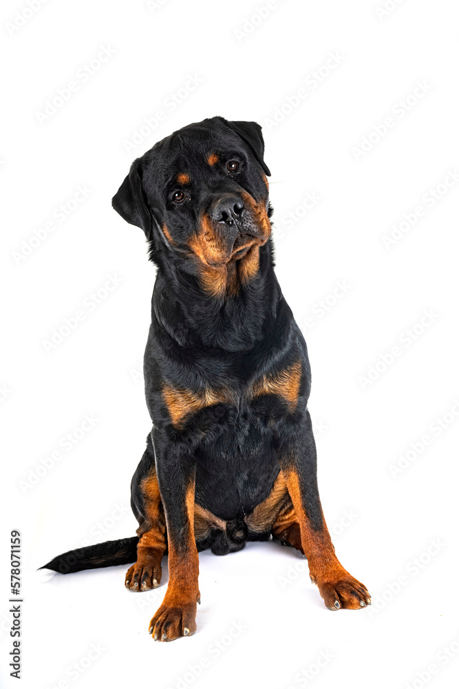 Obraz premium rottweiler in studio