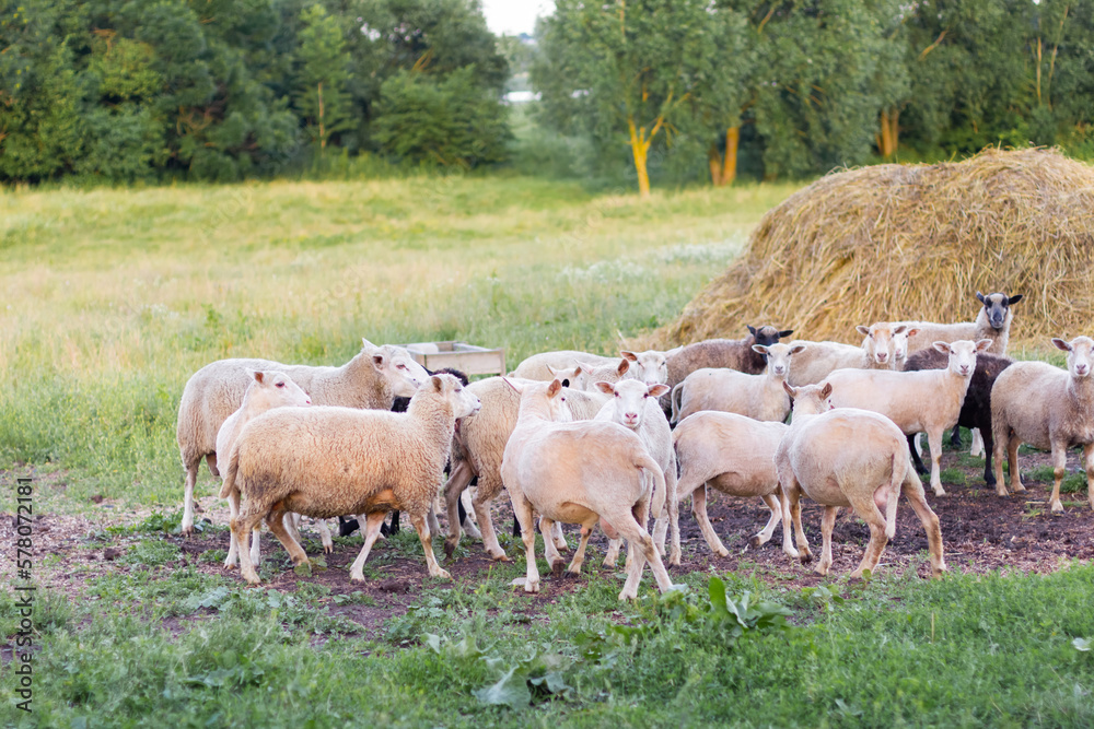 Fototapeta premium Sheep graze in a meadow on green grass near a haystack.