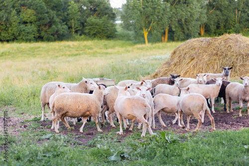 Sheep graze in a meadow on green grass near a haystack.