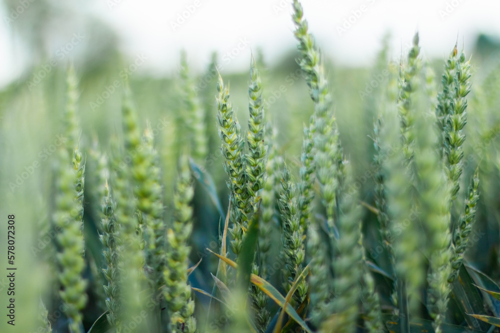 Ears of young green wheat. Amazingly beautiful endless fields of green wheat.