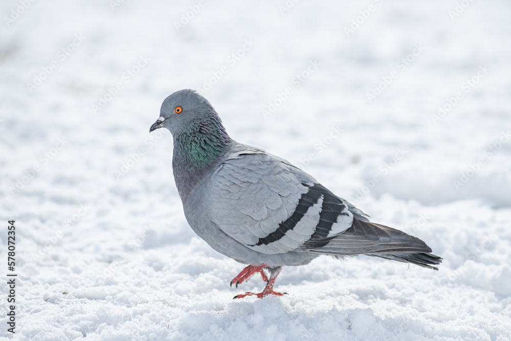 Beautiful city pigeon on spring snow. Beautiful city pigeon on spring snow.