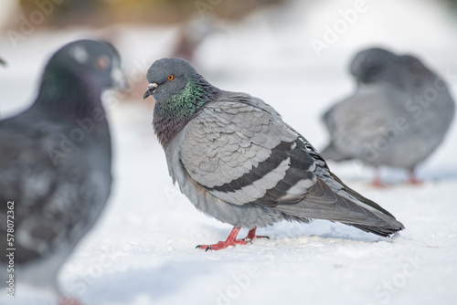Beautiful city pigeon on spring snow.