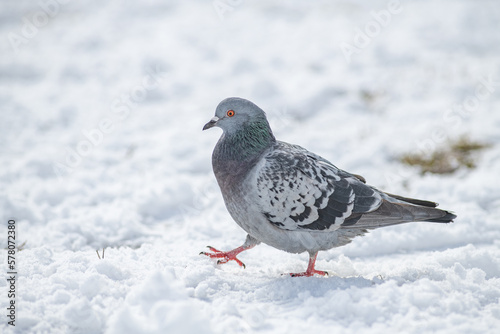 Beautiful city pigeon on spring snow.