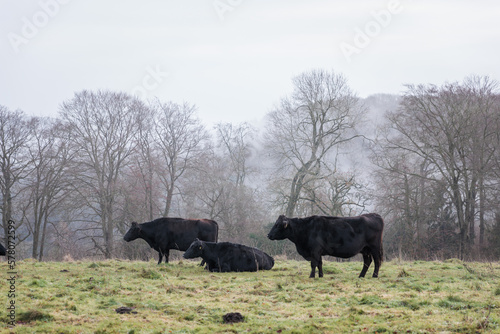 black cow in farm  England  Winter