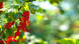 Branch of ripe red currant in a garden on green background