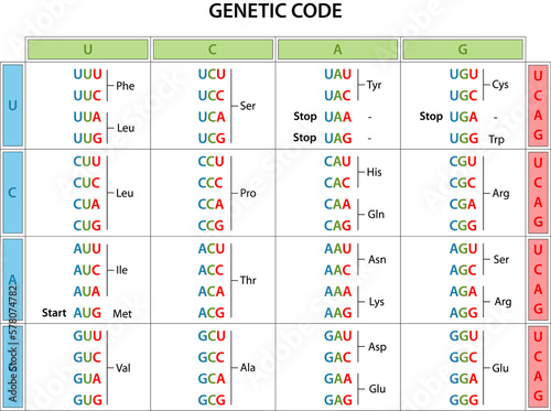 The genetic code table.