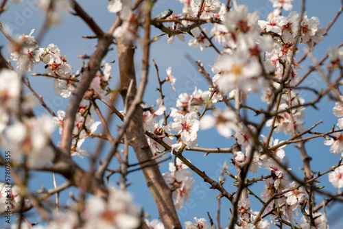 2023 Spring is coming! Beautiful blossoms shot on Sony A7C and Tamron 28-200 lens in Yambol, Bulgaria