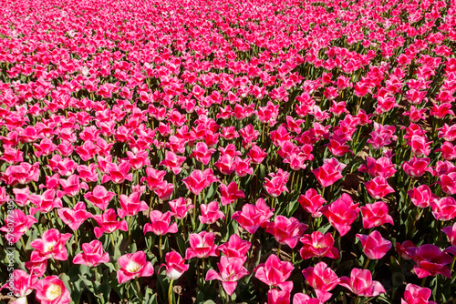 Fototapeta Naklejka Na Ścianę i Meble -  Large flowerbed of pink tulips in the park at spring