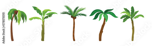 Palm Tree with Large Evergreen Leaves and Unbranched Stem or Trunk Vector Set photo