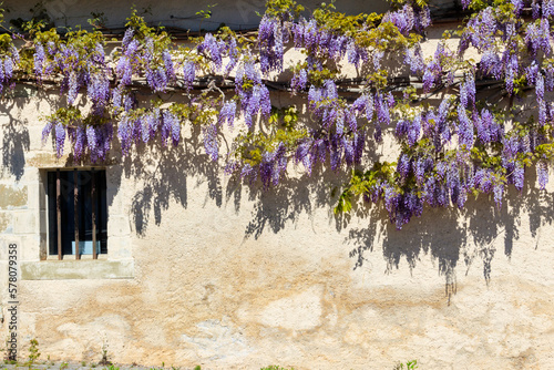 Flowering violet wisteria creeper on the wall