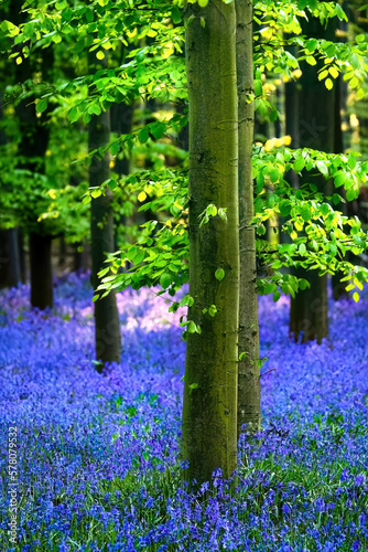 Fototapeta Naklejka Na Ścianę i Meble -  Trees in a meadow of bluebells ( Hyacinthoides non-scripta )