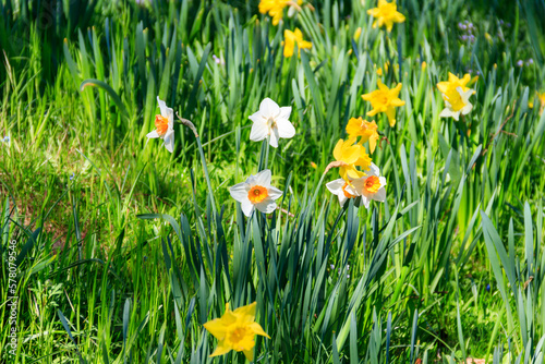 Fototapeta Naklejka Na Ścianę i Meble -  Daffodil flowers in a garden. Beautiful narcissus on flowerbed