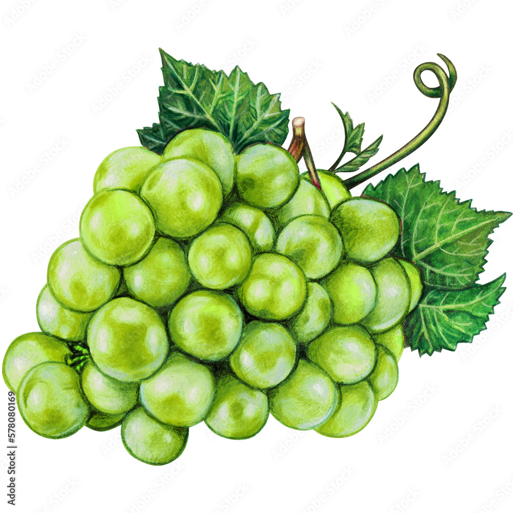 Watercolor hand drawn grape fruit Watercolor hand drawn grape fruit