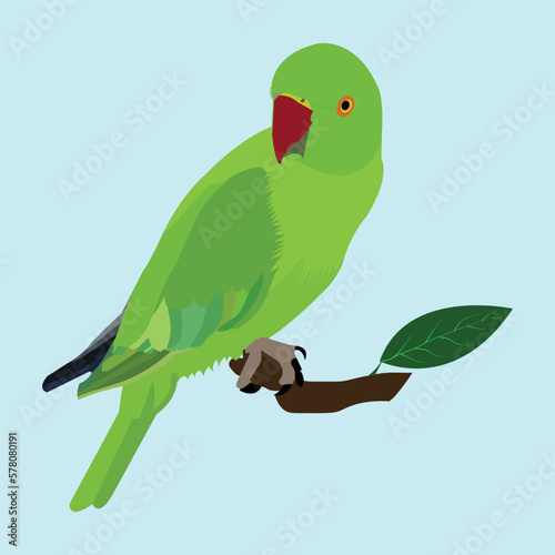 Illustration of a beautiful and cute parrot