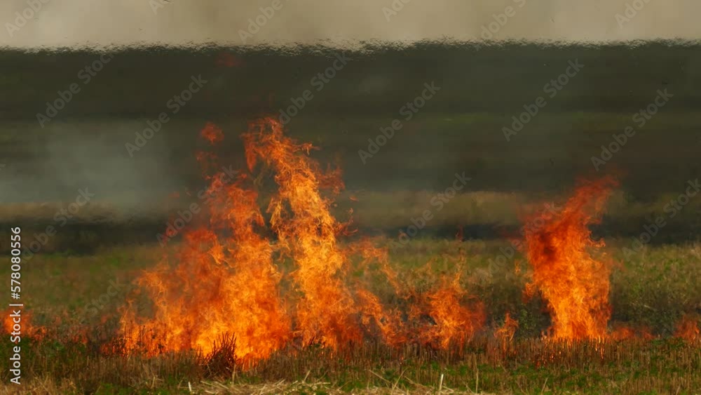 Dry grass is on fire. Natural disaster. Dry grass is on fire. Natural disaster.