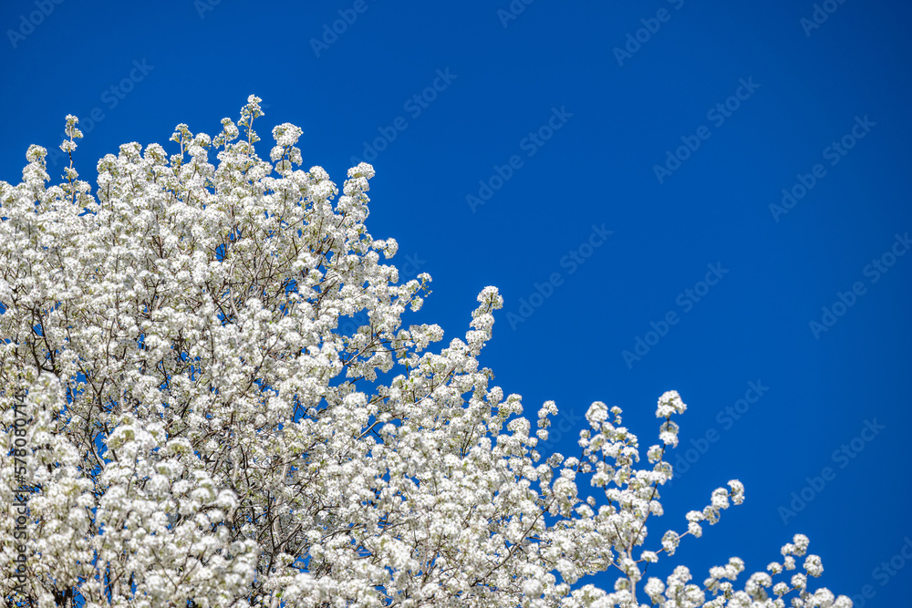 tree, sky, bloom, spring, blue, nature, frost, flower, white, cold, branch, blossom, plant, season, frozen, bloom, ice, flowers, landscape, cherry, pine, forest, branches, trees