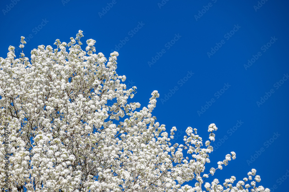 tree, sky, bloom, spring, blue, nature, frost, flower, white, cold, branch, blossom, plant, season, frozen, bloom, ice, flowers, landscape, cherry, pine, forest, branches, trees tree, sky, bloom, spring, blue, nature, frost, flower, white, cold, branch, blossom, plant, season, frozen, bloom, ice, flowers, landscape, cherry, pine, forest, branches, trees