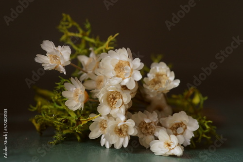 Beautiful background with straw flowers, white tiny immortelles © ramona georgescu