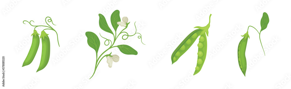Green Peas in Pod as Agricultural Crop Vector Set Green Peas in Pod as Agricultural Crop Vector Set