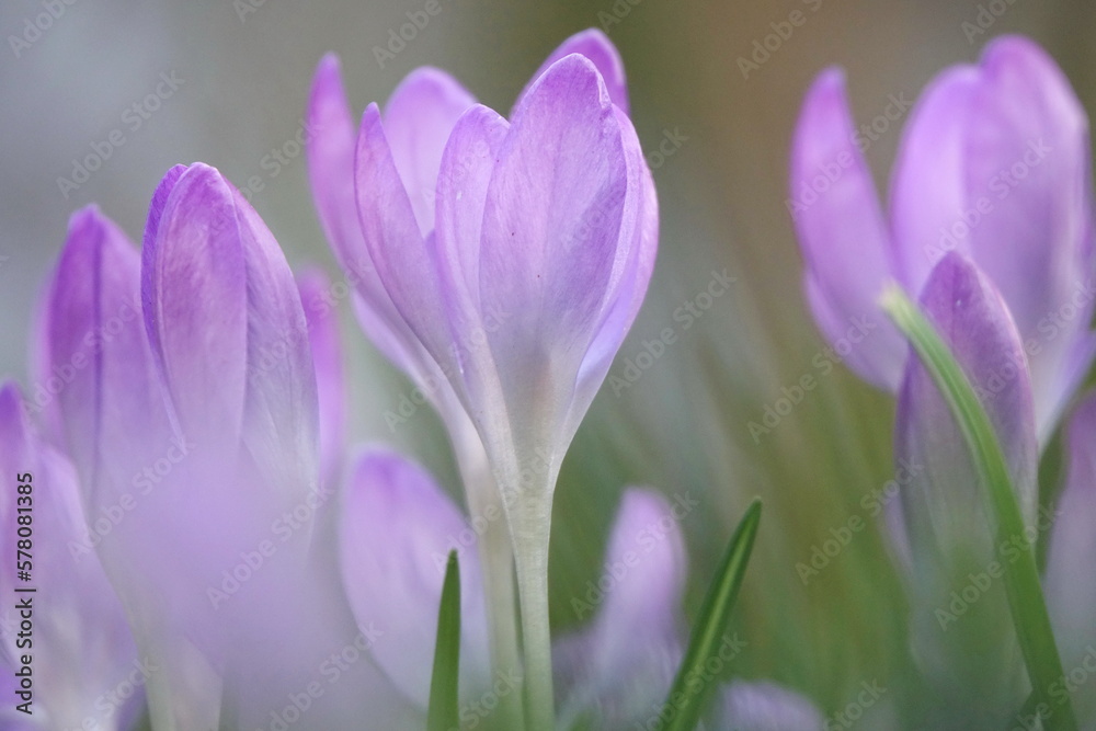 Krokusse Krokusse
