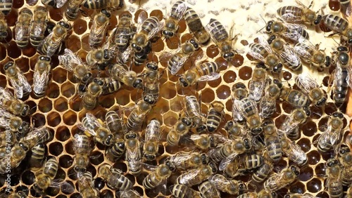 Queen Bee moves on honeycombs.
Bees stimulate the young queen bee to lay eggs. photo