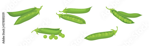 Green Peas in Pod as Agricultural Crop Vector Set