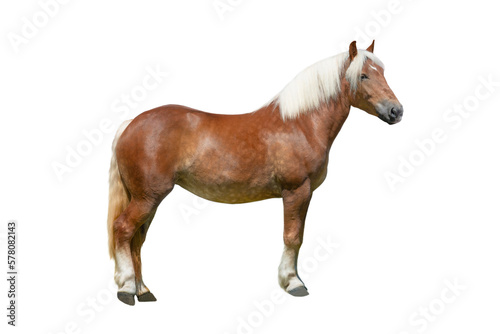 thoroughbred horse isolated on a white