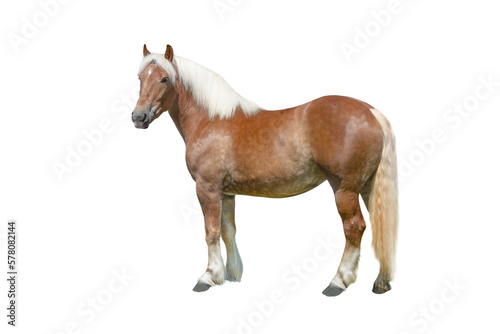 thoroughbred horse isolated on a white
