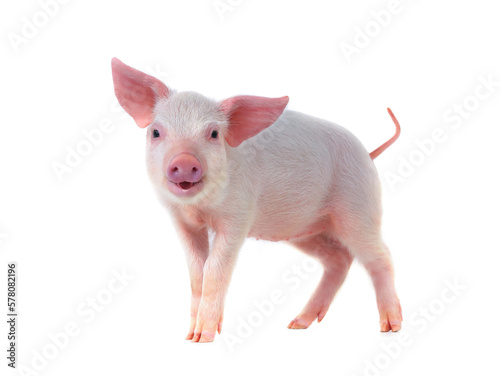 smiling pig isolated on white background
