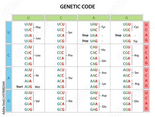 The genetic code table.